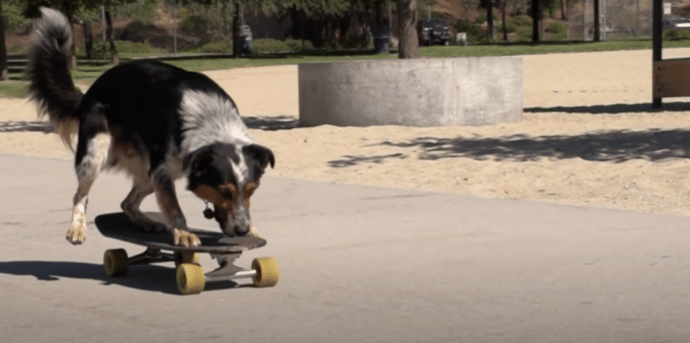 dog skateboarding on the streets