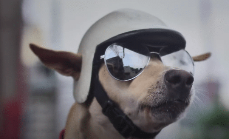 dog wearing a helmet