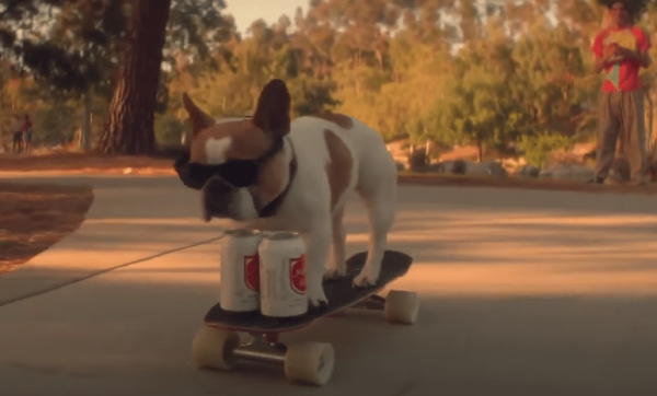 dog delivering drinks on skateboard
