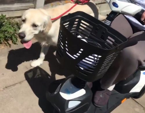walking dogs with mobility scooter